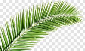 palm trees palm leaf mcript clip