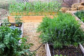 natural pesticides for the garden the