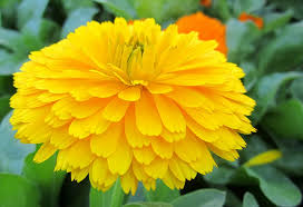 yellow flower beautiful flowers