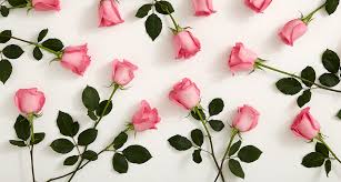 history meaning of pink roses a