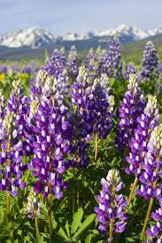 Many of these plants can also be found throughout the rocky mountains and in other areas of lavender/lilac colored flowers are grouped with blue and purple flowers. Rocky Mountain Lupines Colorado Colorado Wildflowers Rocky Mountains Colorado Native