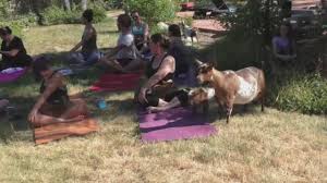 goat yoga makes debut in la area