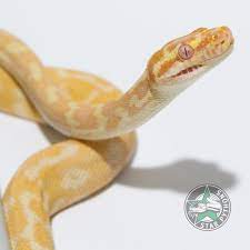 yafe male albino carpet python