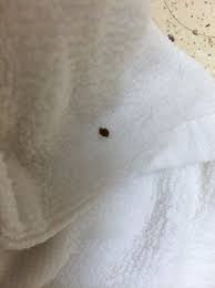 bed bug casings picture of extended