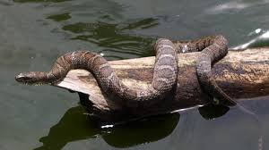 common water snake you