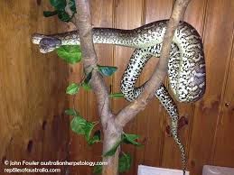 python morelia bredli