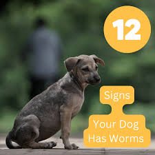 12 common signs a dog has worms