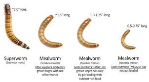 gutloading mealworms feeder insects