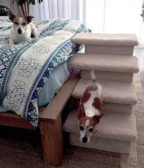 carpeted stairs for pets