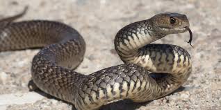 Image result for snake