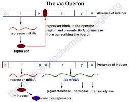 Control Of Gene Expression
