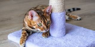 your cat to use a scratching post