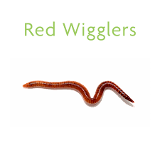 Find red wiggler worms in canada | visit kijiji classifieds to buy, sell, or trade almost anything! Red Wigglers Alloloborpha Caliginosa Count Of 45 Petco