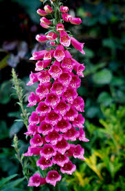 how to plant and grow foxglove