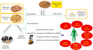 wheat germ valorization by fermentation