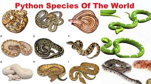 python species all python species of