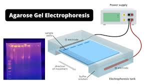 agarose gel electropsis definition