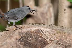 monticello park birds gray catbird