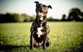 staffordshire bull terriers wallpapers