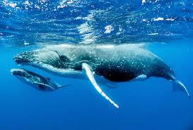 whales face new and emerging threats