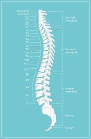 Spinal Column Chart Medical Spondylolisthesis Spinal