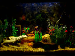 10 diy fish tank décor plans you can