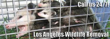 How To Get Rid Of Opossums In Los Angeles