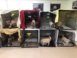 Our new york dog breeders. 188 Sickly Dogs Hoarded By A One Time Top Breeder At Westminster The New York Times