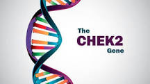 What is the check 2 gene?
