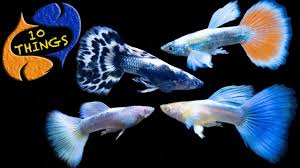 Guppy Fish Care, 10 Things You Should Know About Guppies! Great Beginner  Fish! - YouTube