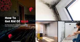 how to clean and get rid of mold in