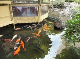 koi fish in the pond around the