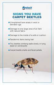 signs you have carpet beetles