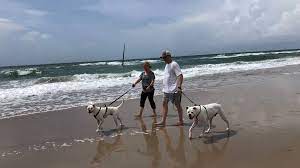 guide dog friendly beaches and