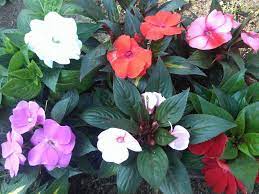 Много обичам това цвете циганче!прекрасно е!снимката също! Impaciens Nova Sakzcheta I Mushkata Cvetya Za Gradinata Facebook