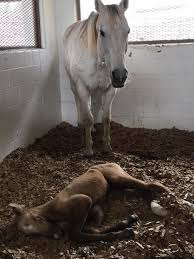 Healthiest Bedding For Foaling