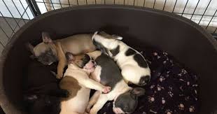 Free puppies in hickory nc. French Bulldog Puppy For Sale In Hickory Nc Adn 24439 On Puppyfinder Com Gender Male French Bulldog Puppies For Sale Puppies For Sale French Bulldog Puppy