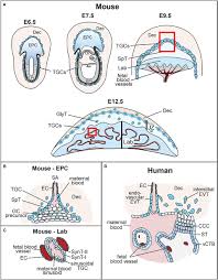 Frontiers Regulation Of Placental Development And Its