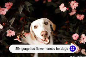 here are 55 gorgeous flower names for dogs