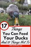 can-ducks-have-onions