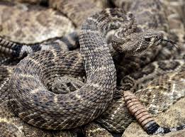 45 Rattlesnakes Removed From Under West