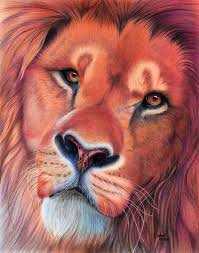 lion annie s colored pencil art