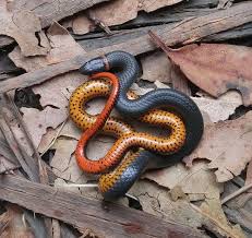 One subspecies, the san francisco garter snake, thamnophis sirtalis tetrataenia, is considered endangered, and placed on the us and california endangered species list in 1967. Id Guide California Snakes Things That Creep