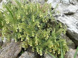 Onosma pseudoarenaria subsp. helvetica Rauschert