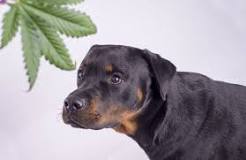 how-can-you-tell-if-your-dog-is-stoned