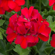 award winning red geranium plants