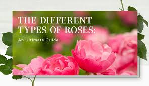the diffe types of roses an