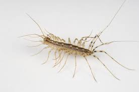 how to control house centipedes