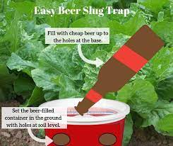 does beer really kill snails and slugs
