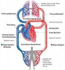 Sistem peredaran darah, yang merupakan juga bagian dari kinerja jantung dan jaringan pembuluh darah (sistem kardiovaskuler) dibentuk. Sistem Peredaran Darah Besar Kecil Fungsi Urutan Kelainan
